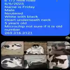 lost male cat friday