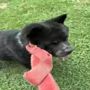 found male dog unknown