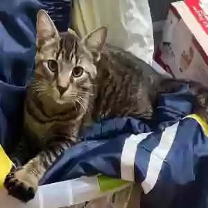 lost male cat unknown