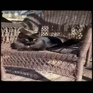 lost female cat luna