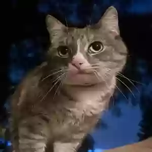 lost female cat huhu