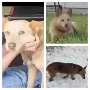 lost female dog gigi