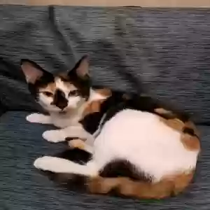 lost female cat nyx