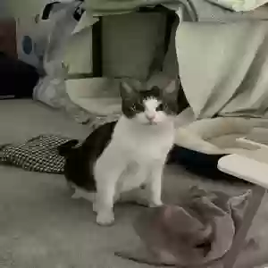 lost male cat buckley