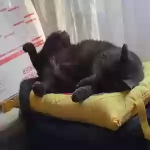 lost female cat tink