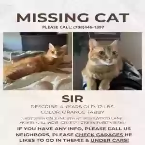 lost male cat sir