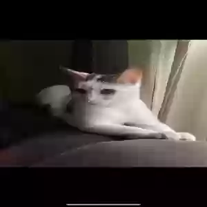 lost female cat coraline