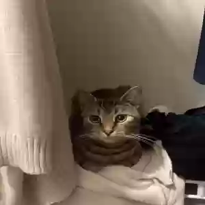 lost male cat findik