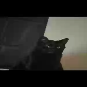 lost female cat pepper
