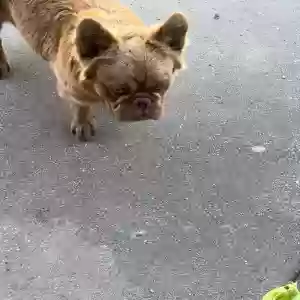 lost male dog india