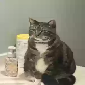 lost male cat steve