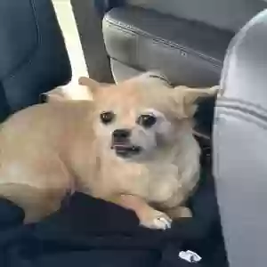 lost female dog princess