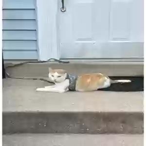 lost male cat butters