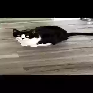 lost male cat milo