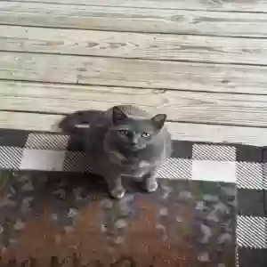 found female cat unknown