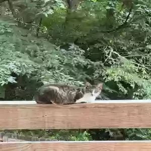 found male cat unknown