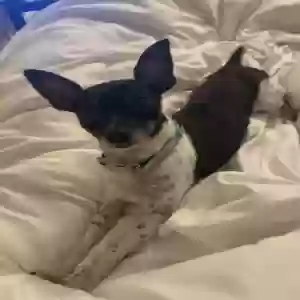 lost male dog zuma