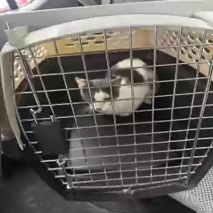 found female cat unknown