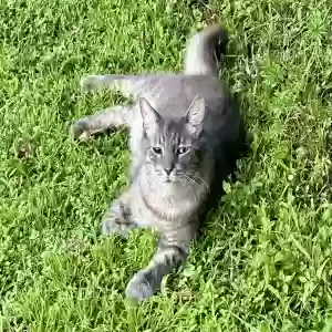 lost male cat yeti