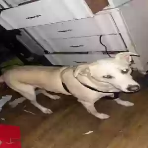 lost female dog pup