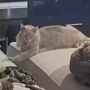 lost male cat kyo (key-oh)