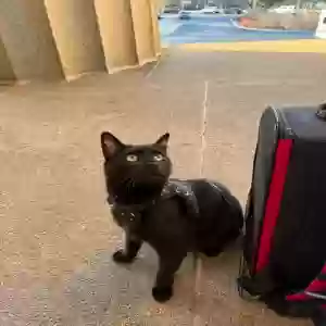 lost female cat salem