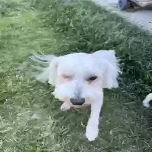 lost male dog carl