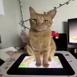 lost female cat simba