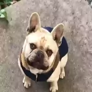 lost male dog simba