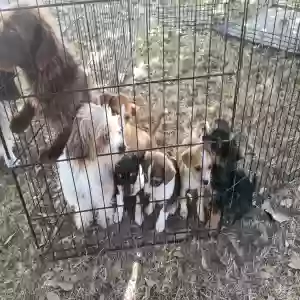 found male dog unknown