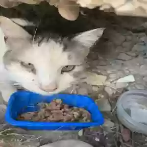 found unknown cat found pet