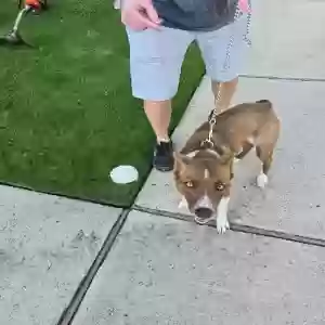 found female dog unknown