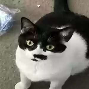 lost female cat batman