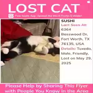 lost male cat sushi