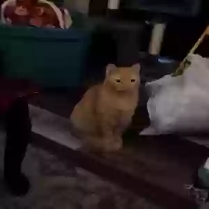 lost male cat hippy