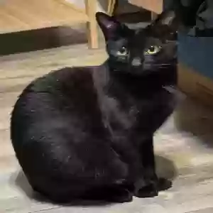 lost female cat princess ming