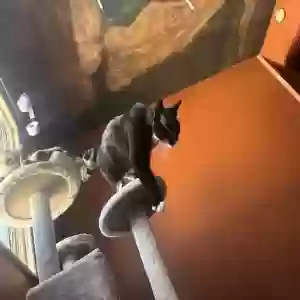 lost male cat bug