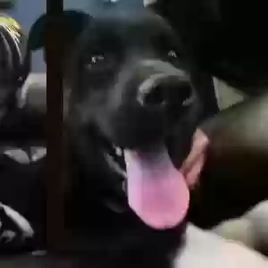 lost male dog ace