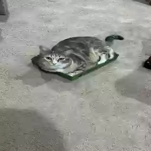 lost female cat willow