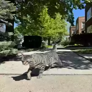 lost male cat kuromi