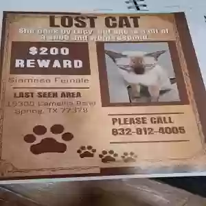 lost female cat lucy