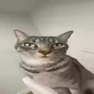 lost female cat el