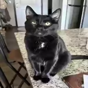 lost male cat luci