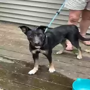 found unknown dog unknown