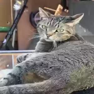 lost female cat hex