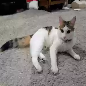 lost female cat annabelle