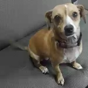 found female dog unknown
