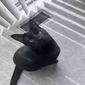 lost female cat nova
