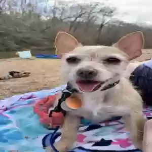 lost male dog max