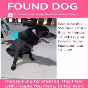 found male dog unknown